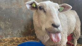 Blauwbekken in vrieskou, maar minder blauwtongvirus bij schapen