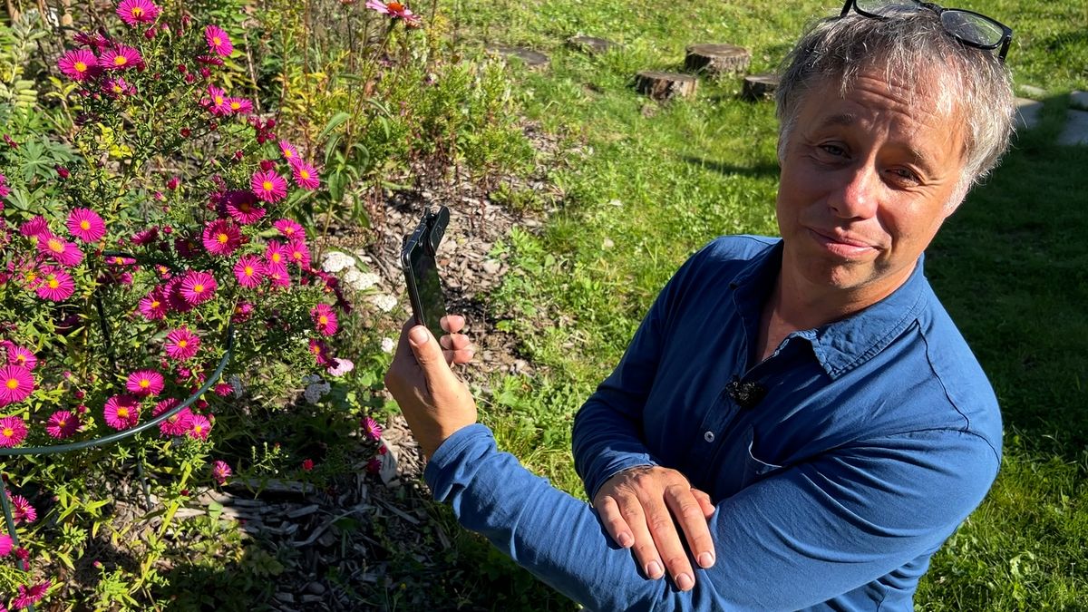 Luc's Tuinsafari: 'Wilde peen, voorvader van onze wortel, is nu veel te zien'