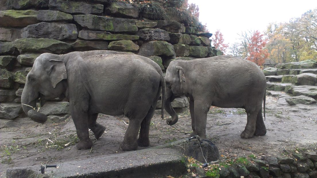 Enkele olifanten in Dierenpark Emmen