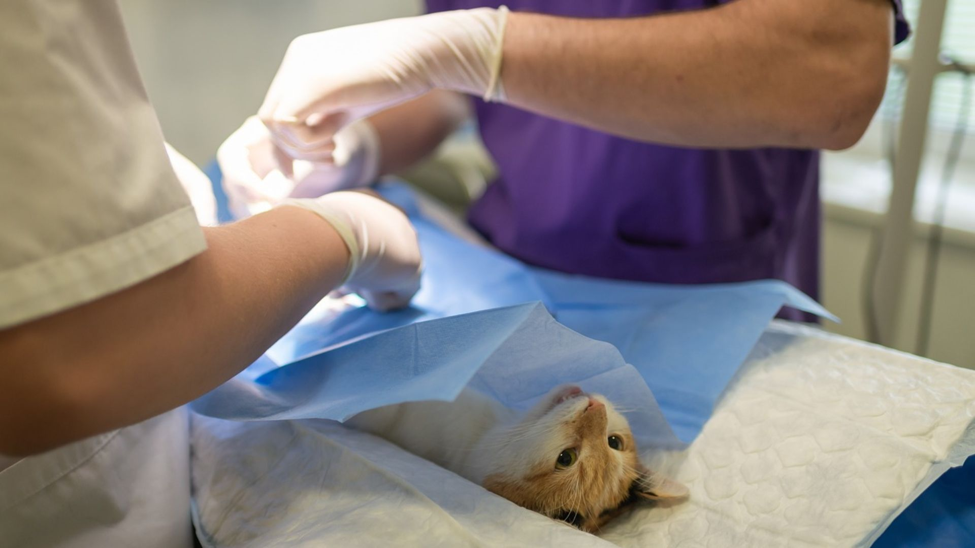 Dierenartsen onder vuur: 'Jullie zijn zakkenvullers'