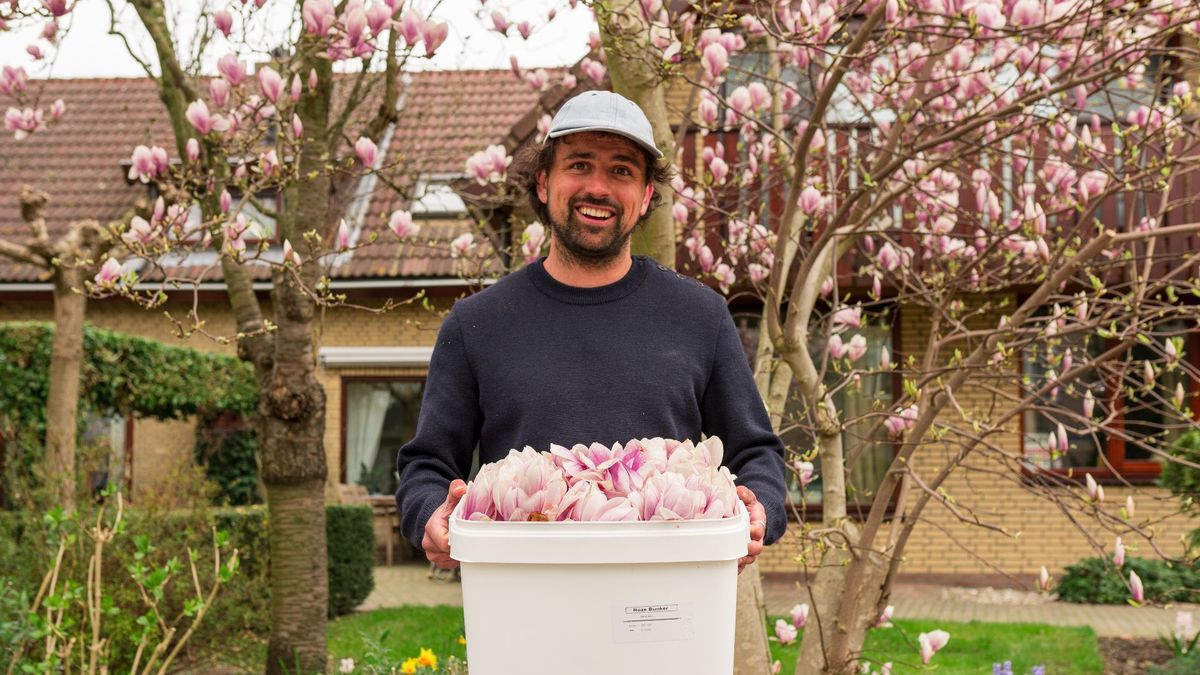 Magnoliablaadjes gezocht: dit bedrijf zet bloesem op azijn