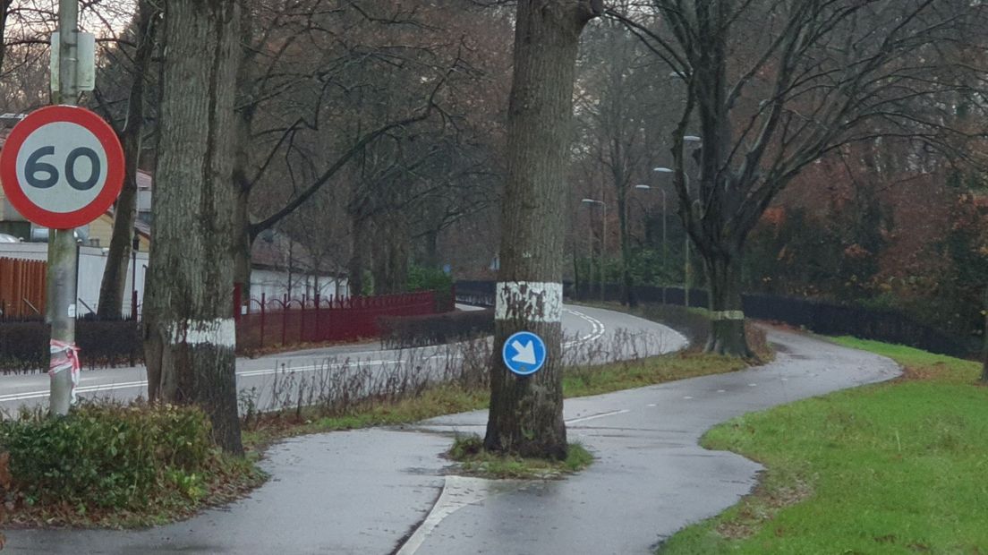 Oude eik op het fietspad bij Keukenhof
