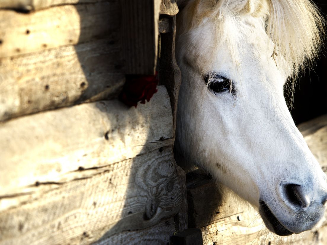 Dronken man verkracht pony: 'Bij mensen die deze dingen doen, is vaak meer aan de hand'