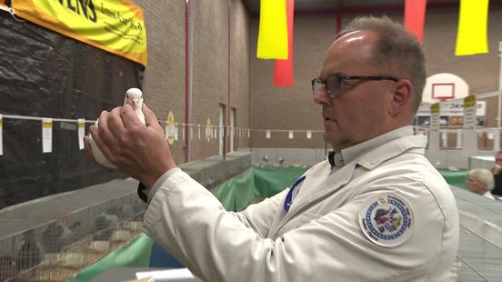 Kippen worden ondanks vogelgriep toch gekeurd voor tentoonstelling