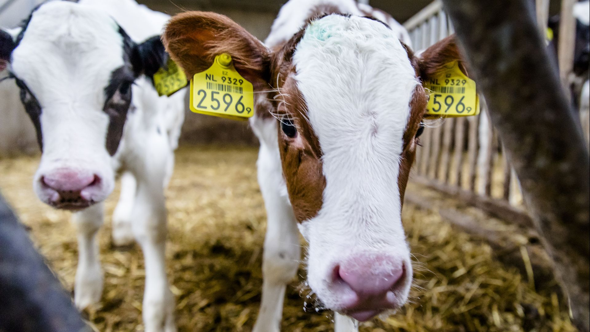 'Hopelijk storm in glas water', boeren in spanning na MKZ-uitbraak