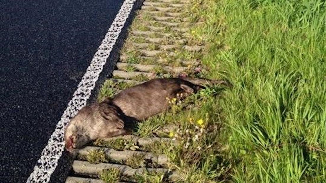 Derde van otters doodgereden