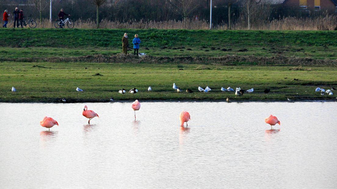 De flamingo's in Pijnacker.