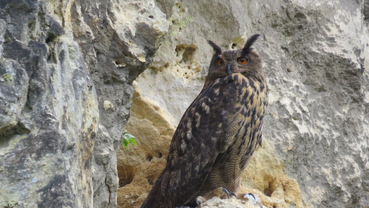 De Limburgse oehoe doet het met twee vrouwtjes