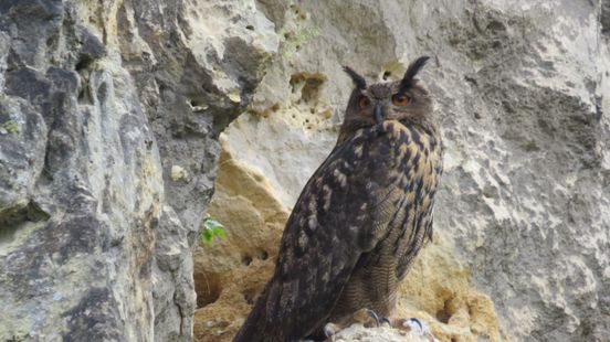 De Limburgse oehoe gaat vreemd: 'Het is spannend hoe het afloopt' Home