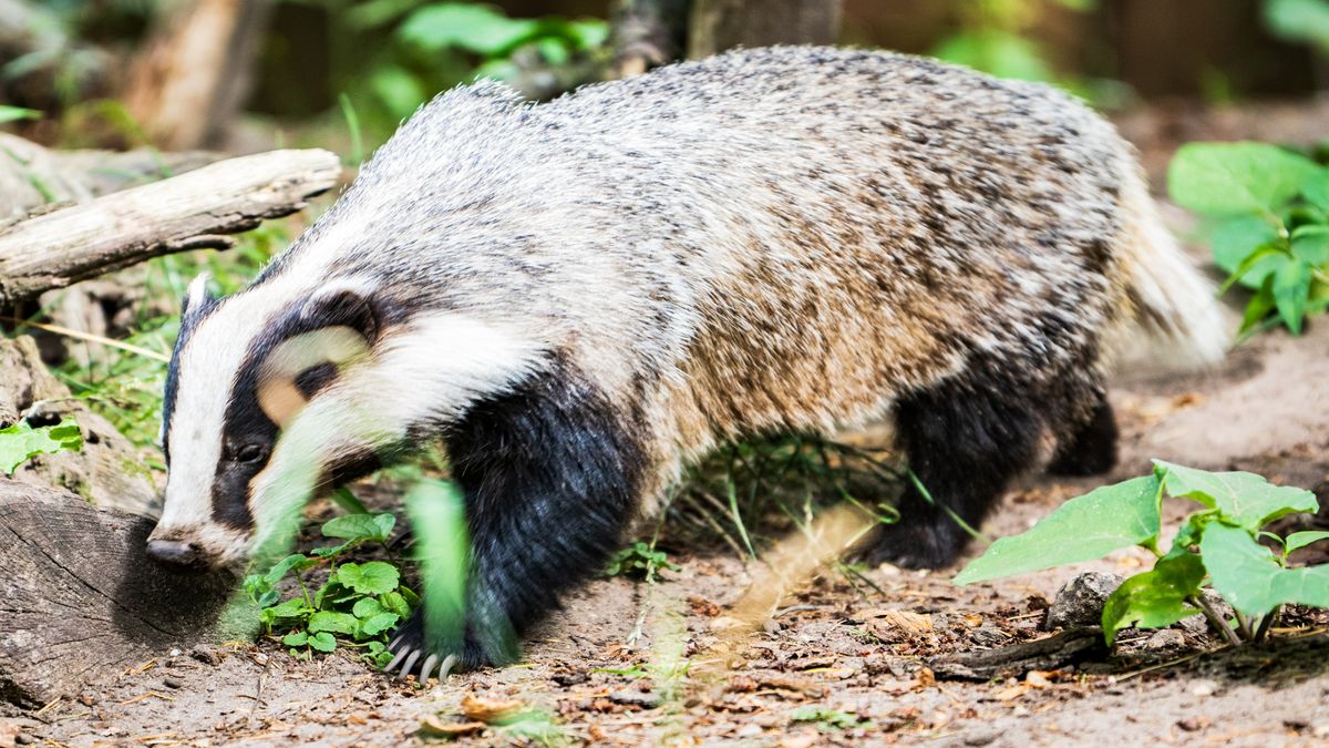 Gaan 2000 bomen nou tegen de vlakte of niet? Kap Oude Tempel vergund, provincie wil eerst onderzoek