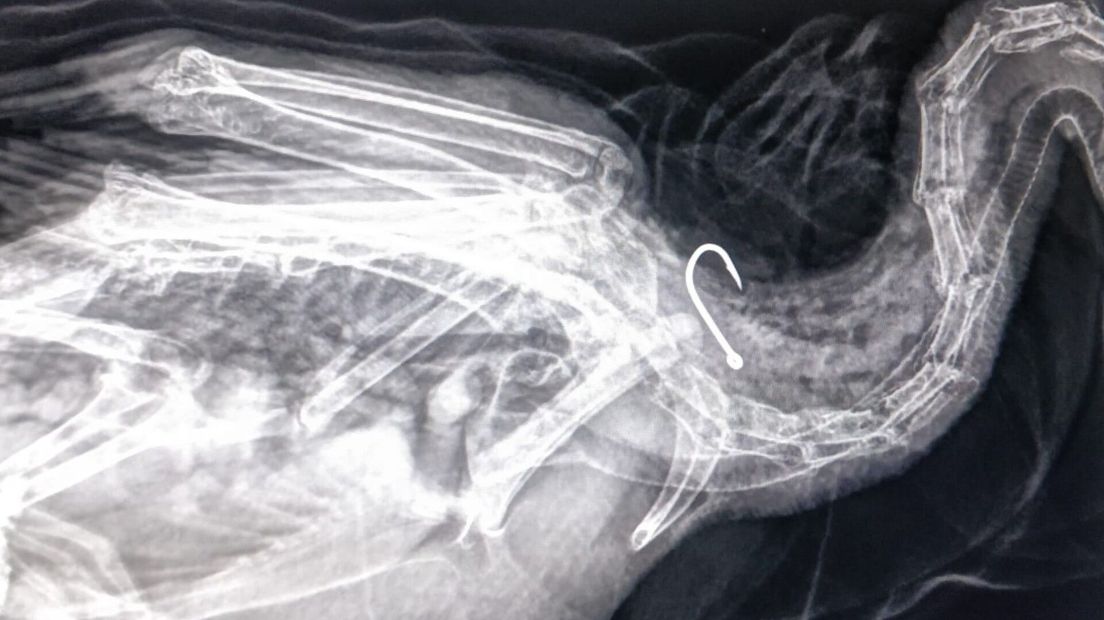 Op de röntgenfoto werd duidelijk dat de vishaak niet meer weggehaald kon worden