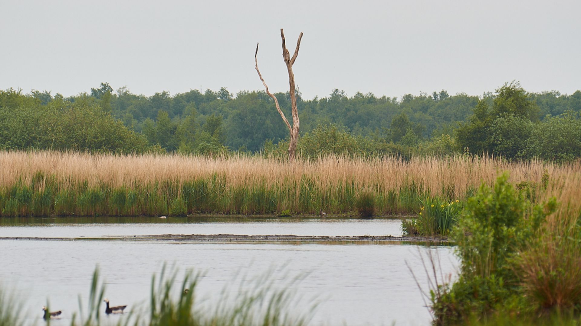 Nasjonaal Park De Alde Feanen