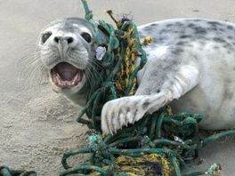 Zeehondje verlost uit visnet op Ameland: "Drie keer zo veel als vorig jaar"