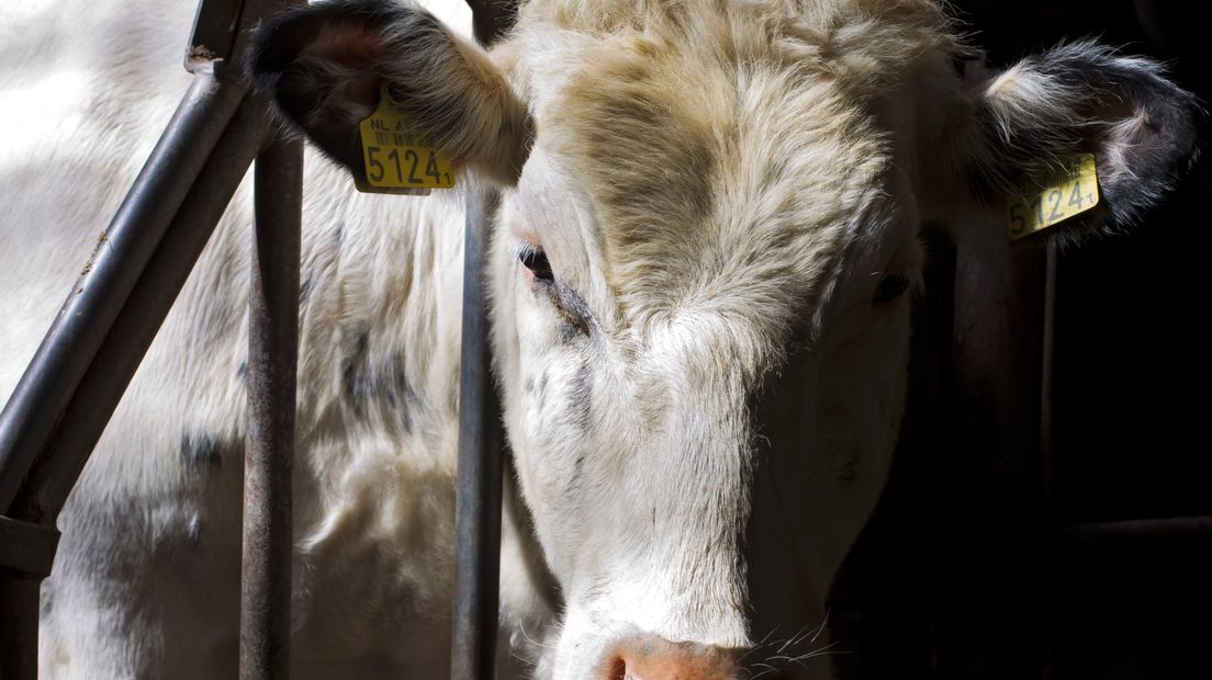 'Verdubbeling aantal Gelderse megastallen'