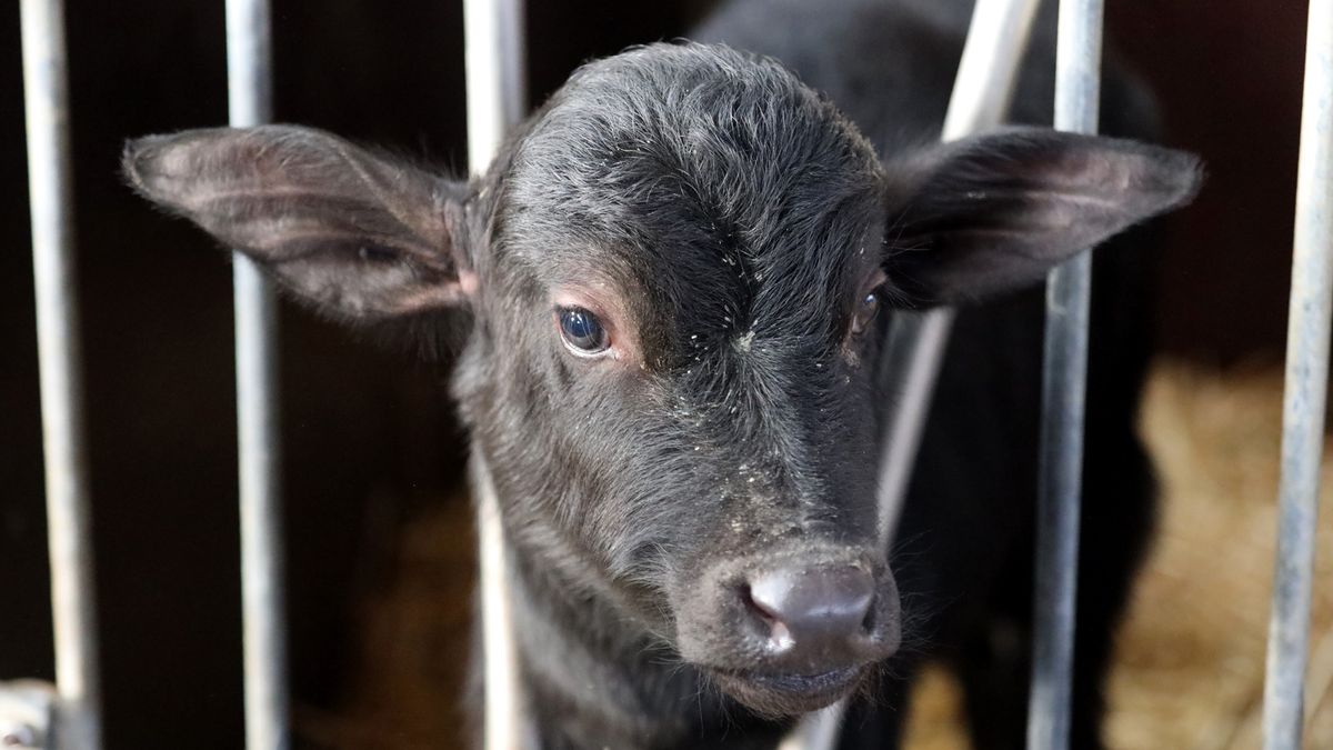 Boer uit Niebert eist honderden waterbuffels op via rechter