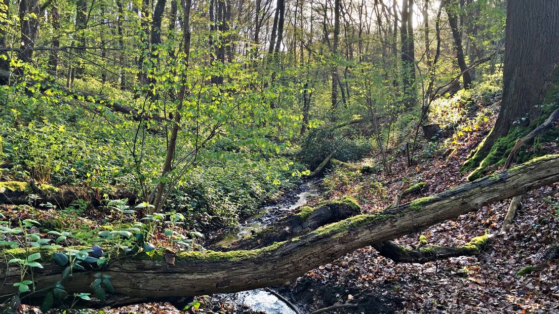 Zaterdag is de eerste nieuwe uitzending van het natuurprogramma BuitenGewoon te zien op TV Gelderland. In deze eerste aflevering staat het natuurgebied De Duivelsberg bij Berg en Dal centraal.