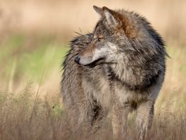 Wolf is voer voor extreme reacties, hoe krijg je partijen dichter tot elkaar?