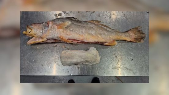 Bizarre cocaïnevangst bij bedrijf in Barneveld