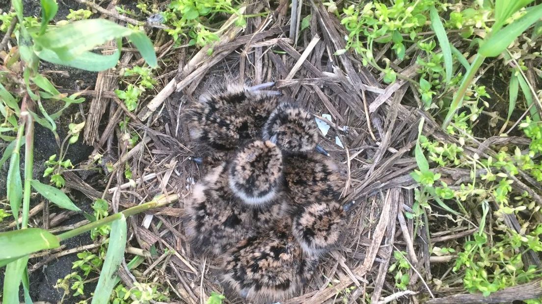 In Bennekom gaan ze met veel liefde om met de weidevogels. Zo is Harm Roseboom als vrijwilliger actief bij een boer. Hij zorgt dat de weidevogels, ondanks het werk op het land, ongestoord hun gang kunnen gaan. Maar de natuur blijkt soms een stuk weerbarstiger. 'Een vos heeft veel weidevogels afgeslacht. Bij eentje lagen alleen de poten nog op de rond', vertelt Roseboom.