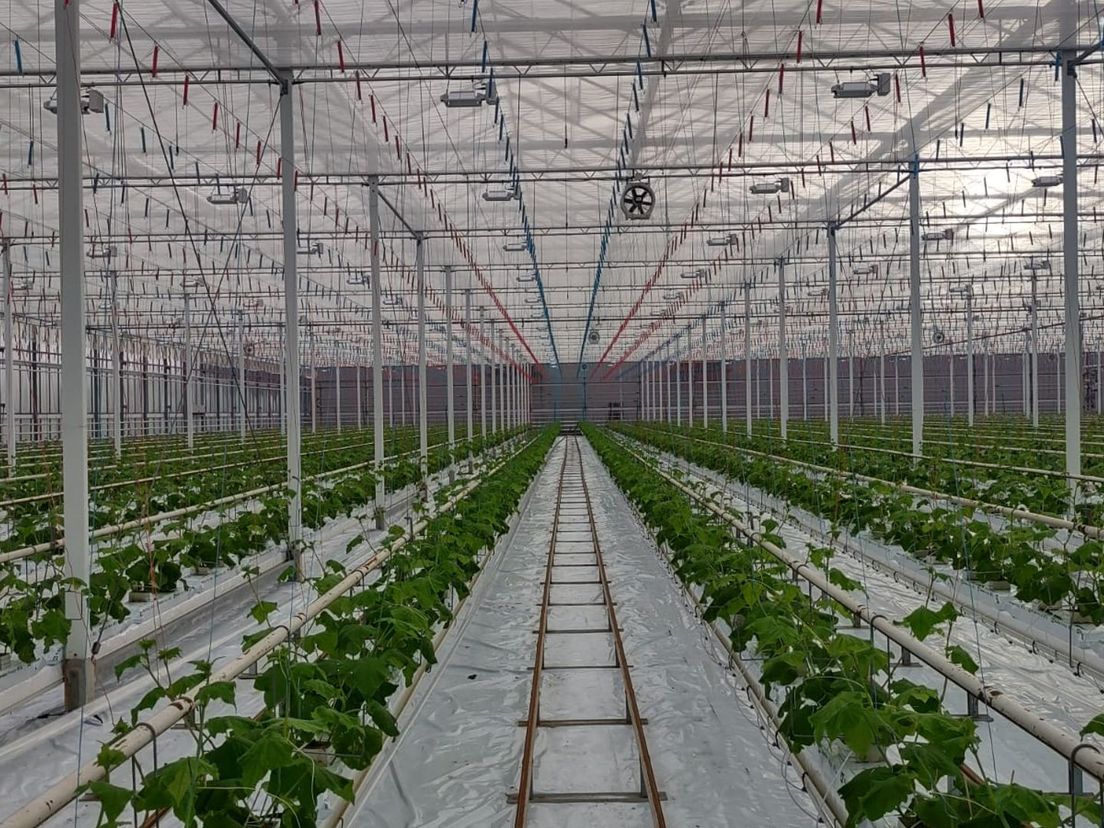 De Bleiswijkse komkommerkas zonder belichting