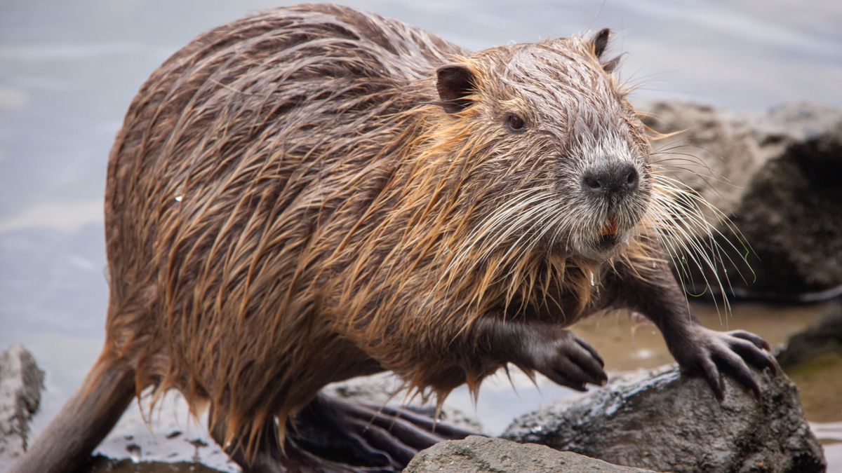 Joekel van een beverrat gevangen in Fryslân: pas de vijfde in vijftig jaar