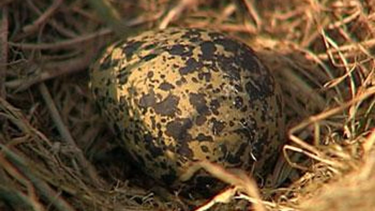 Eerste Limburgse kievitsei in Haler