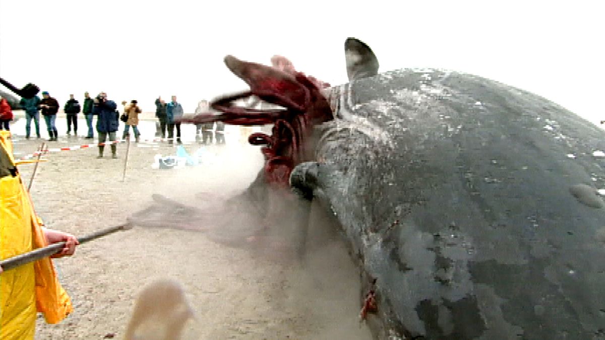Ontploffingsgevaar ligt altijd op de loer bij dode walvissen, weten ze op Ameland
