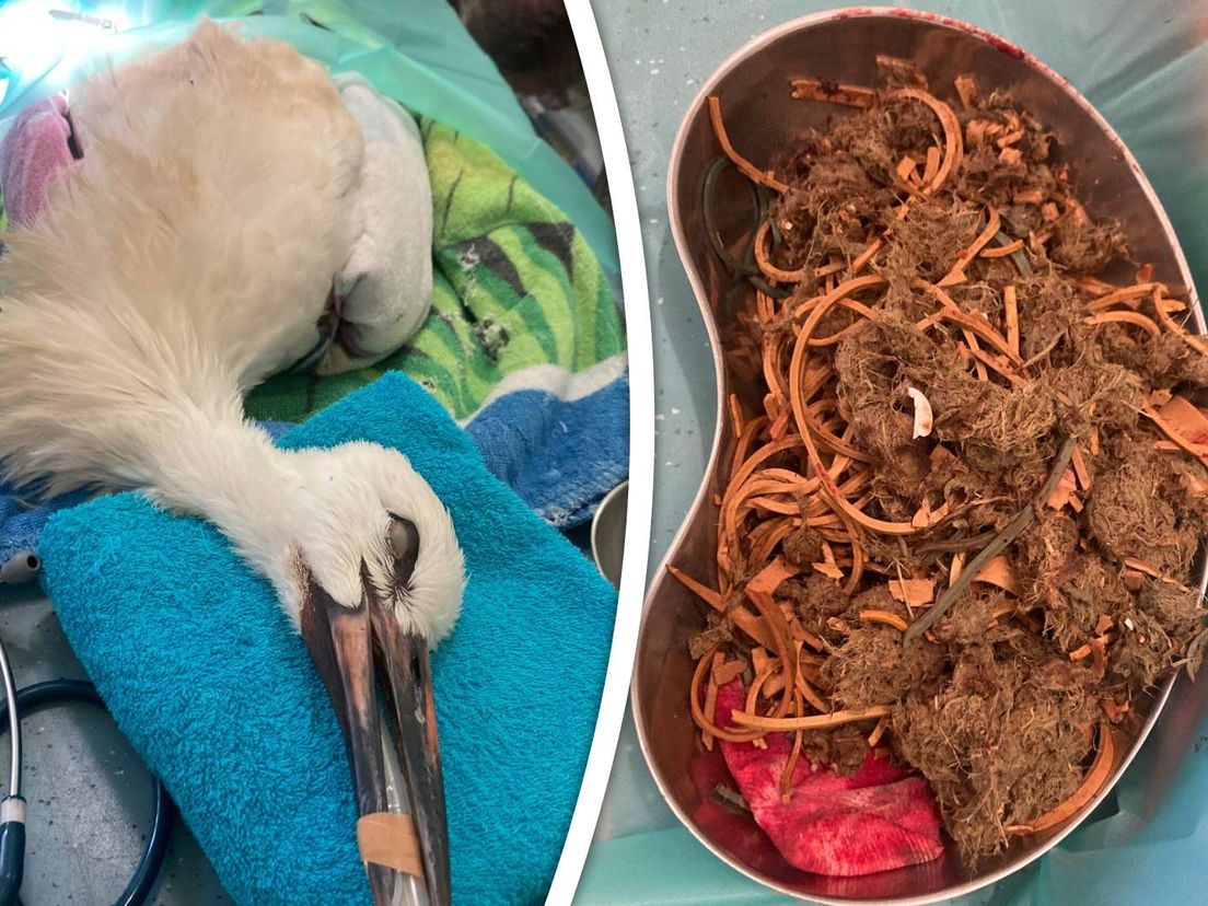 Deze ooievaar had een maaginhoud bestaande uit kluwen en elastiek