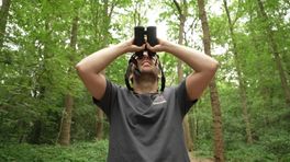 Waarom vallen vogels niet uit bomen?