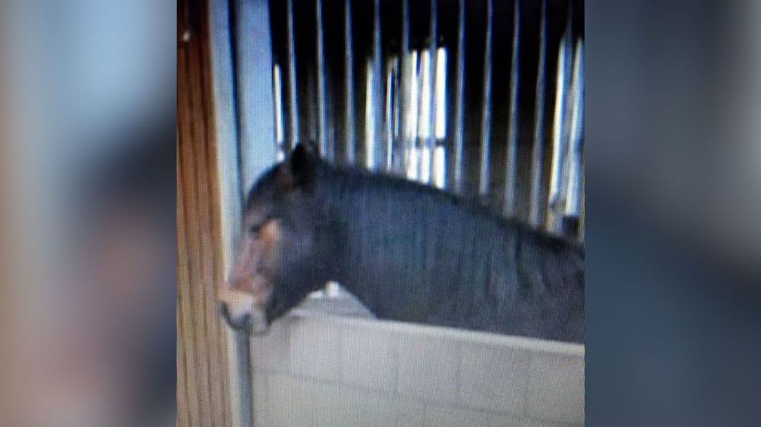 Isabella van Renswoude hoopt haar pony Miracle ooit weer terug te vinden.