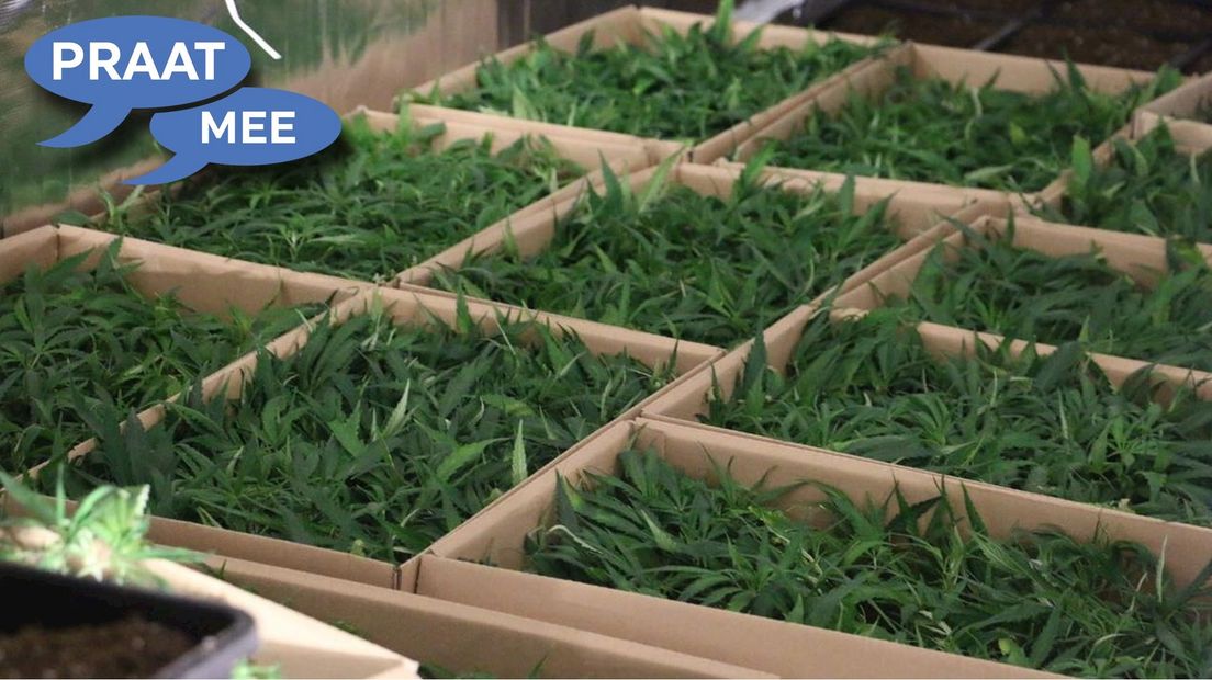Praat mee: Een vergunning afgeven voor legale wietteelt is een goed idee