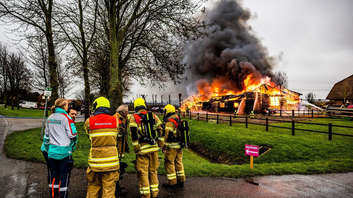 Paarden in Maasdam ternauwernood uit vlammenzee gered