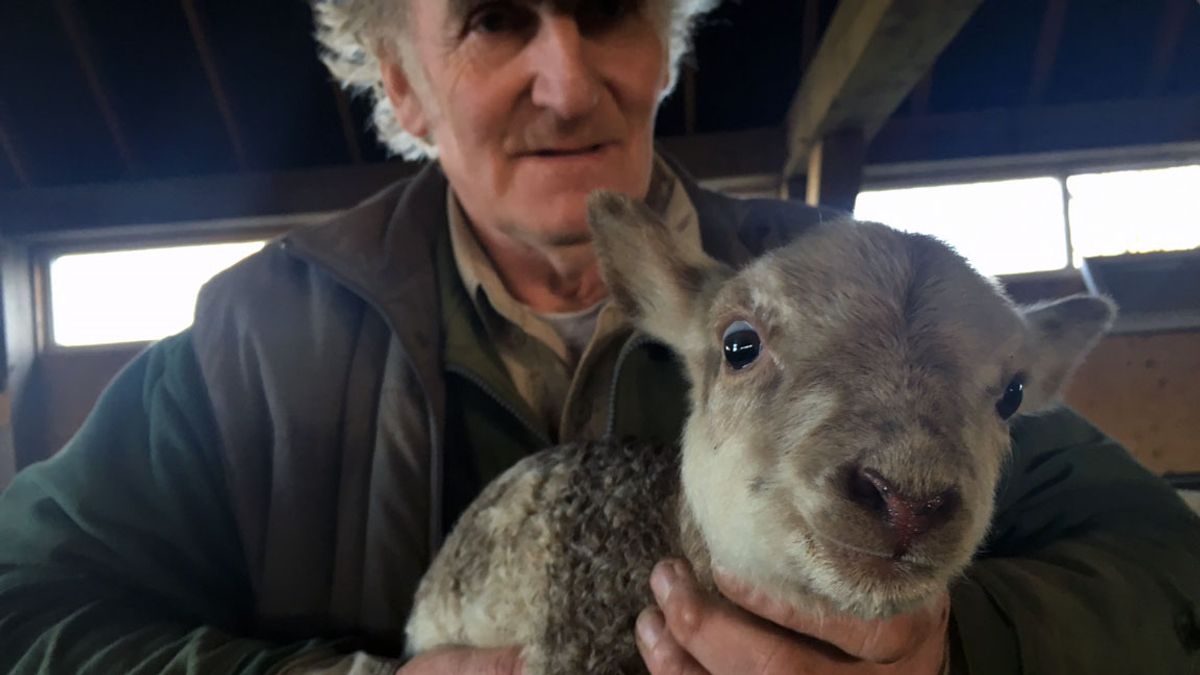 Eerste lammetjes Ottoland geboren