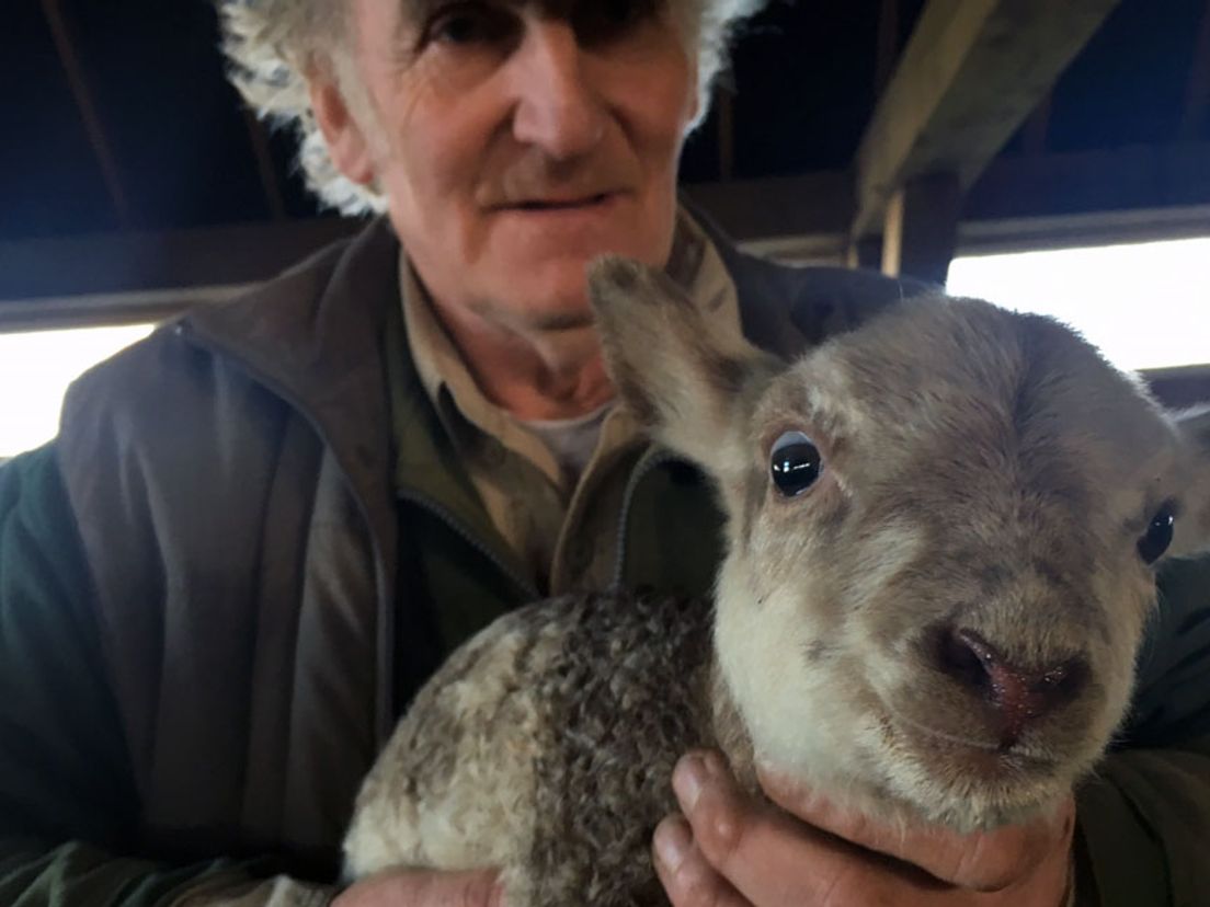 Huug Hagoort met een van zijn lammetjes (archieffoto)