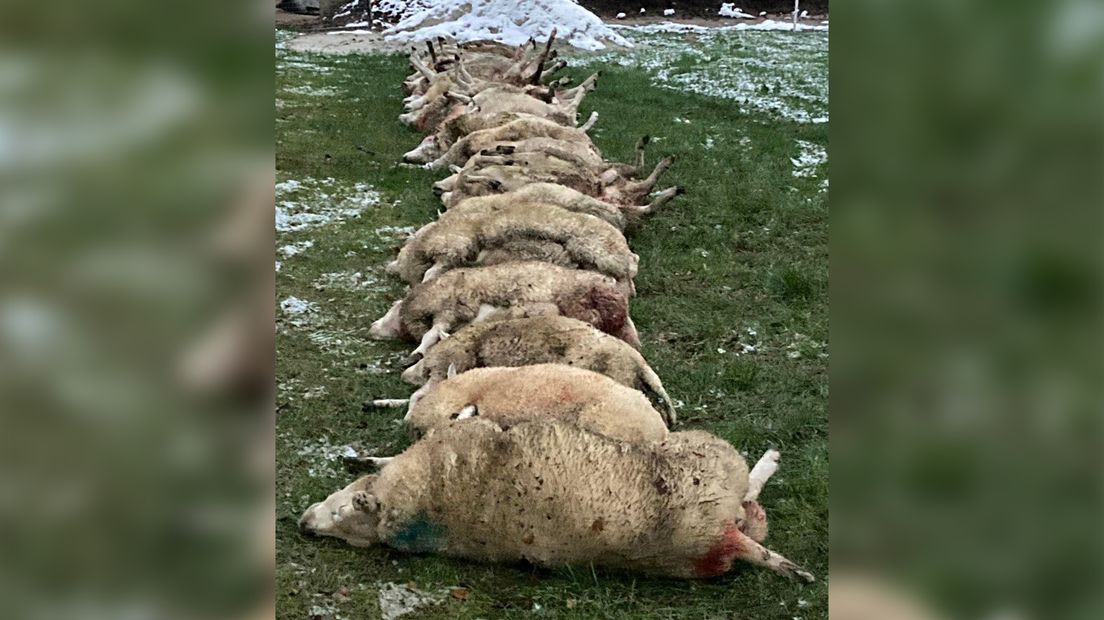 De 23 dode schapen liggen op een rij