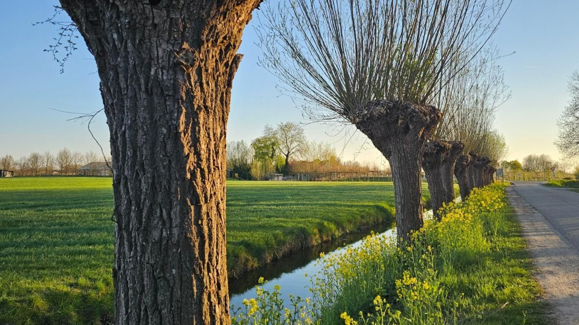 West Betuwe kapt 543 bomen en plant er 549 terug