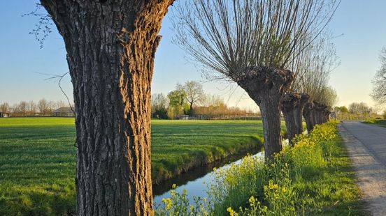 West Betuwe kapt 543 bomen en plant er 549 terug