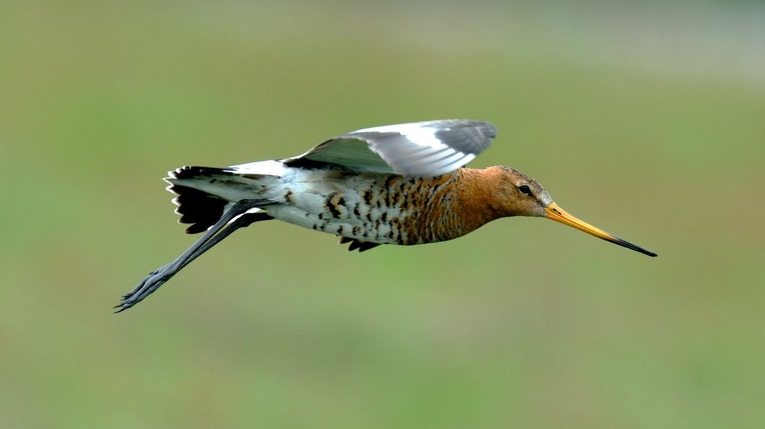 Drie jaar lang trokken meer dan 1800 waarnemers door Nederland om gegevens te verzamelen voor de vogelatlas van SOVON Vogelonderzoek uit Nijmegen. De voorlopige gegevens zijn al gepubliceerd.