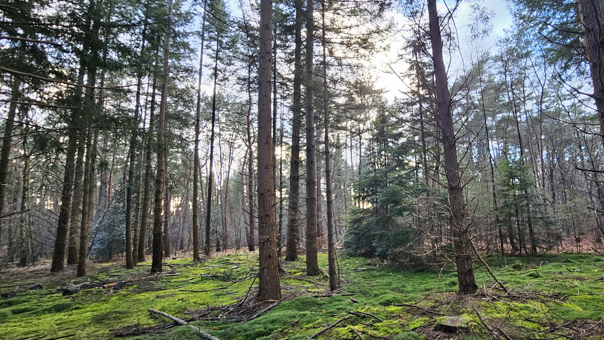 Bodem in bos zo zuur als azijn, natuurorganisatie wil actie