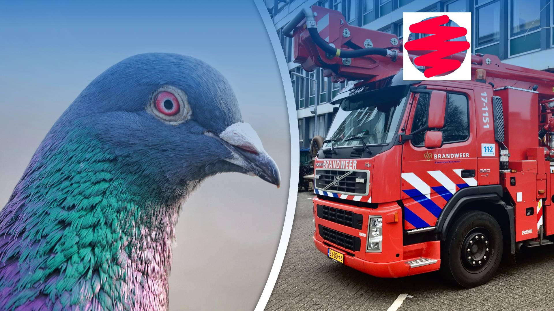 Een duif en een brandweerwagen
