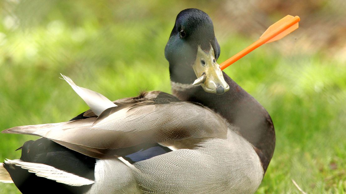 Het illegaal doden van konijnen en reeën bij wildstroperijen en het vangen van zangvogels die illegaal op vogelmarkten worden verkocht; het komt regelmatig voor in onze provincie. Maar door een gebrek aan Buitengewoon Opsporings Ambtenaren (BOA's) en politie in het buitengebied, is het moeilijk tegen te gaan. Natuurorganisaties hebben daarom de hulp van het publiek ingeroepen.