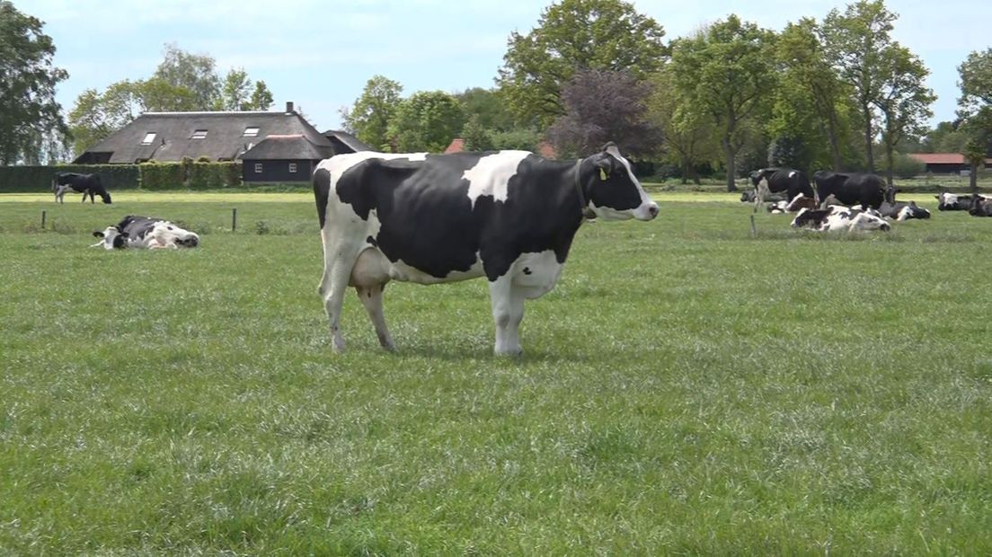 De melkveehouder vindt dat het waterschap de baas speelt over zijn land. Foto elders genomen. (Rechten: RTV Drenthe)