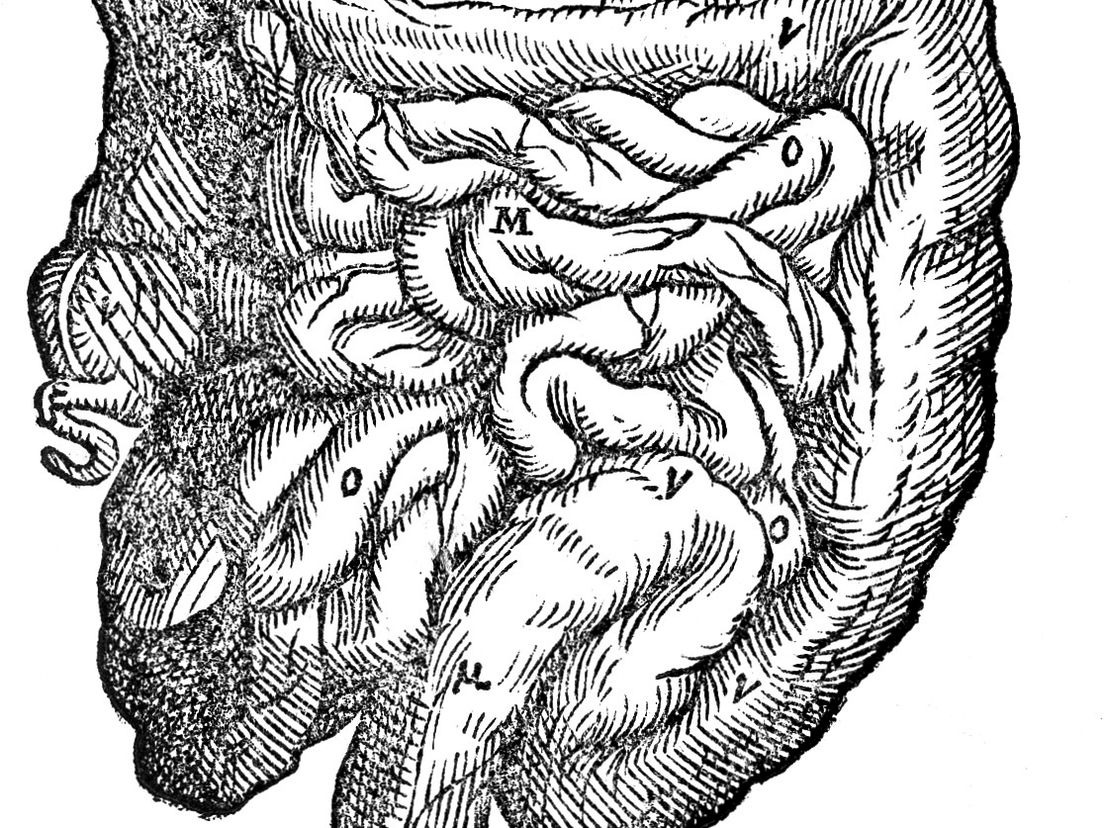 Darmen (Bron: Wikimedia Commons)
