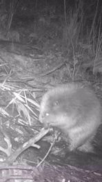 Gaat goed met bever Bikkel