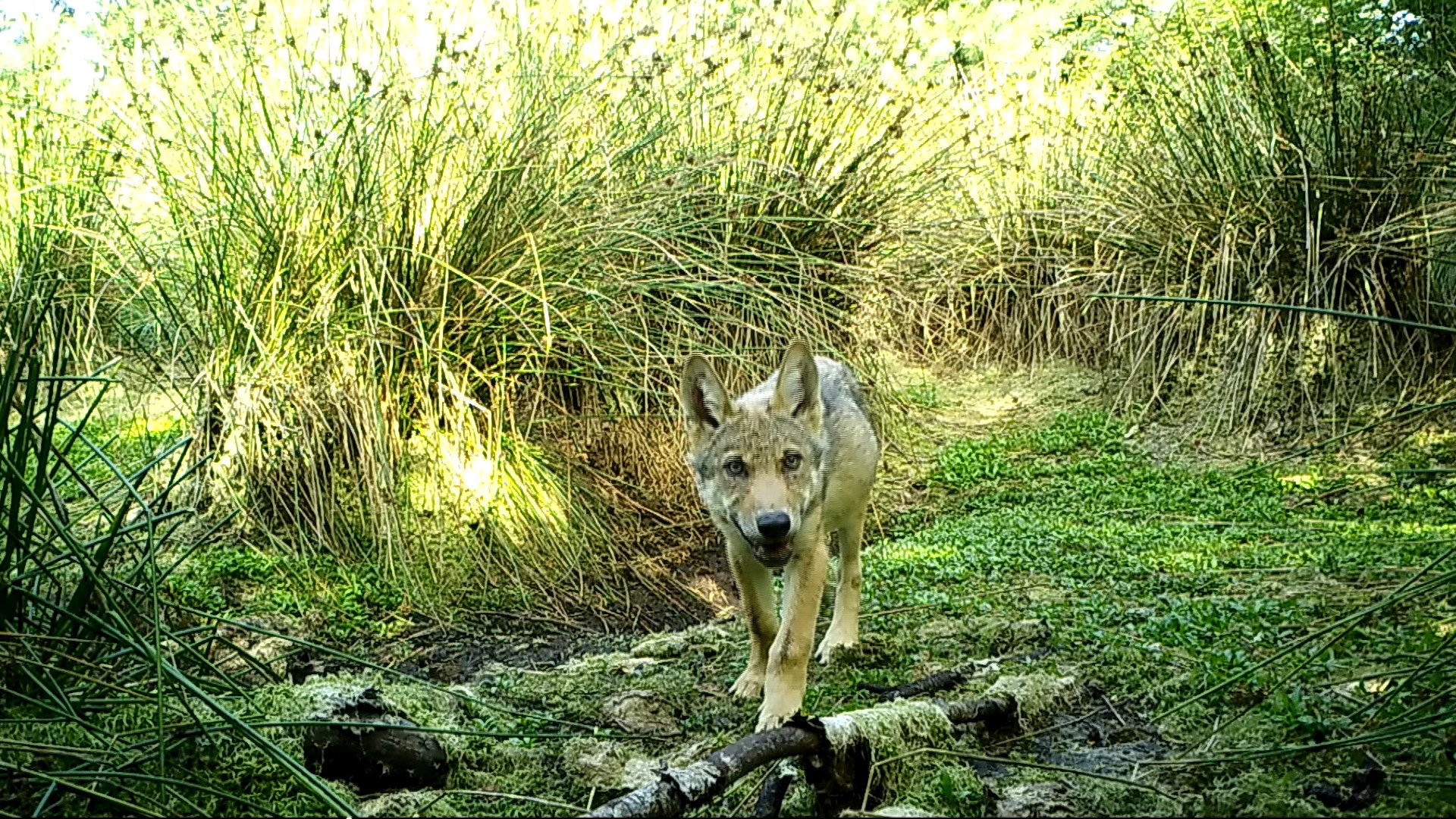 Vier roedels: dit is het aantal wolven dat ongeveer in Drenthe leeft