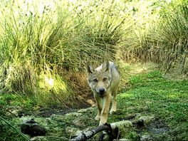 Vier roedels: dit is het aantal wolven dat ongeveer in Drenthe leeft