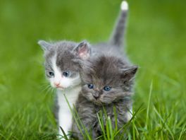 Opvang dierenambulance vol kittens: 'Zoekt u een kat? Kijk eens bij ons'