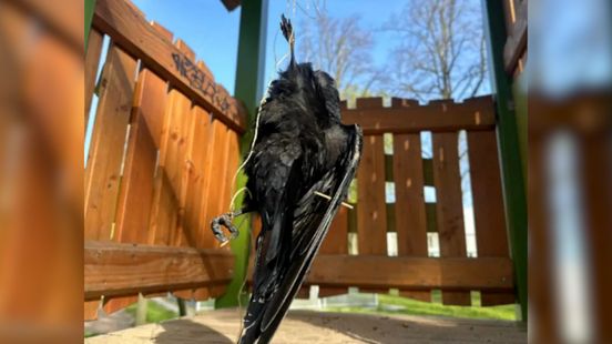 Meerdere vogels ernstig mishandeld: 'Verschrikkelijk om te horen' Home