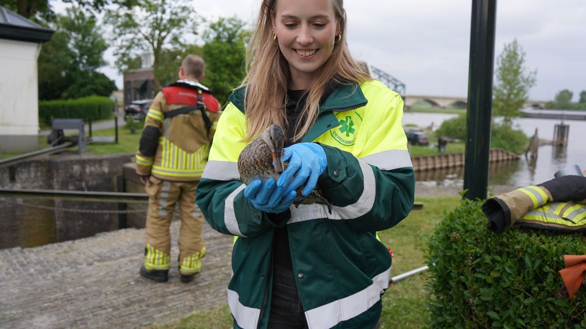 Brandweer redt eend uit sluis in Zwolle