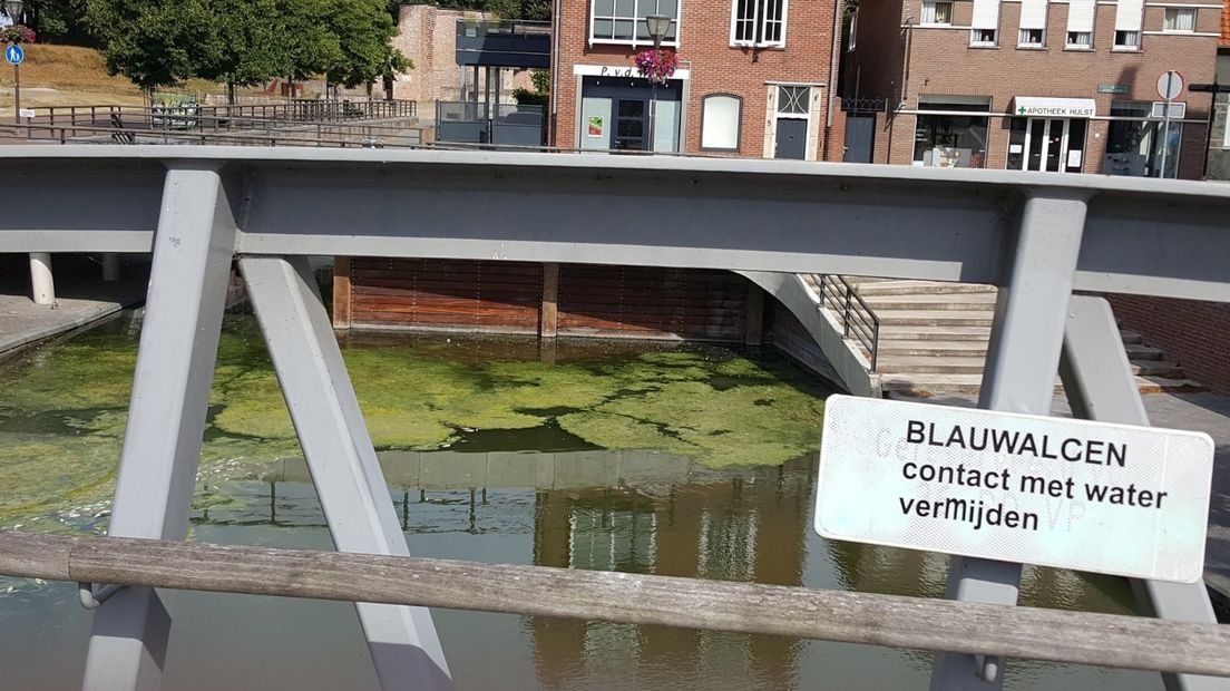 Blauwalg in Nieuwe Bierkaai in Hulst